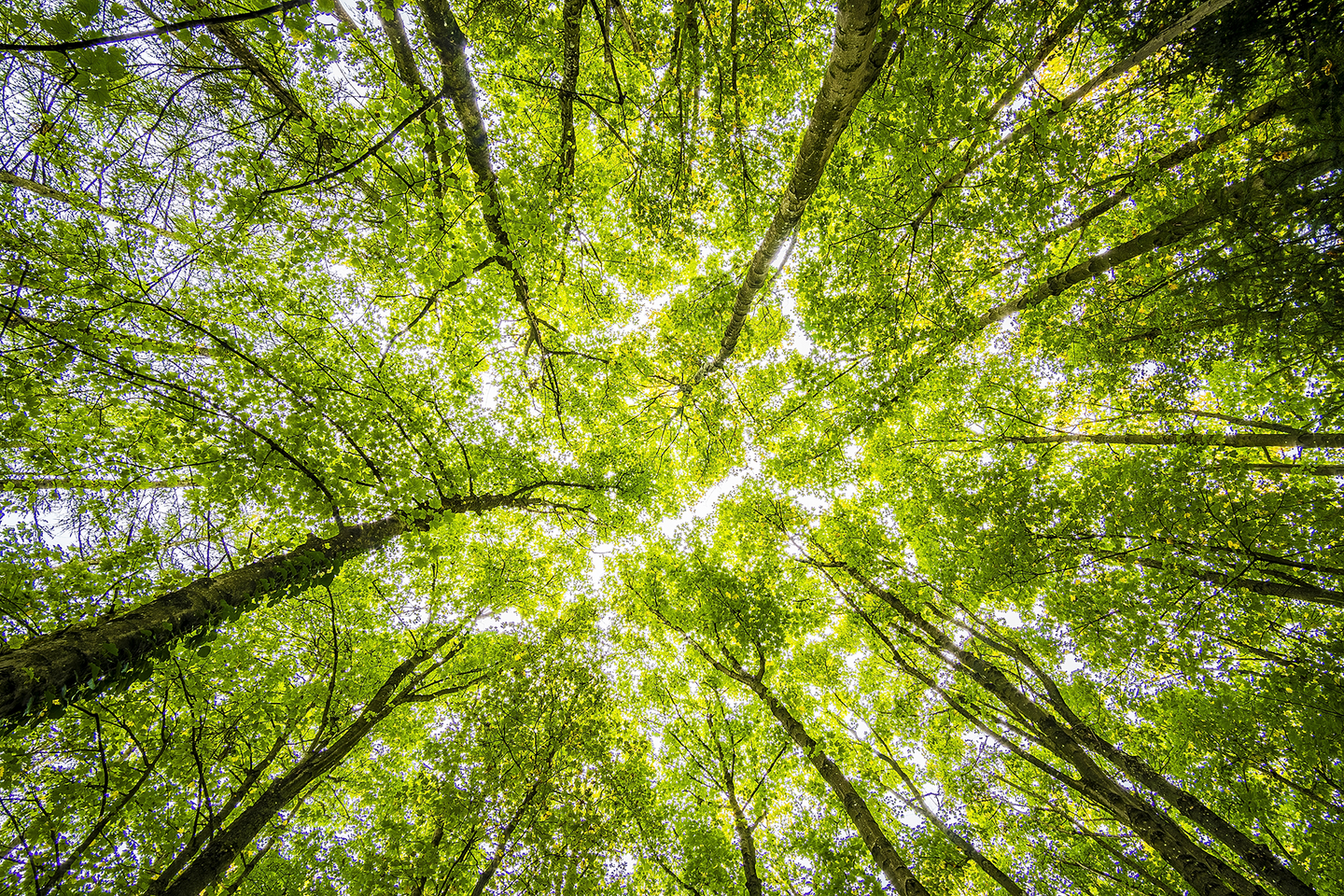 Wood Wide Web: Können Bäume miteinander sprechen?