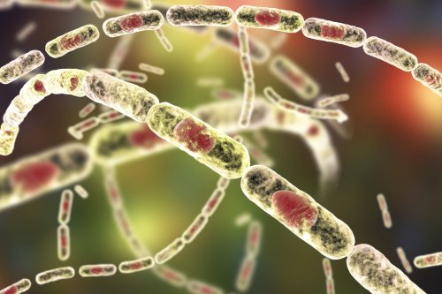 Milzbrand: Was macht den Anthrax-Erreger so gefährlich?