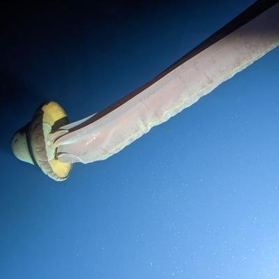 Spektakuläre Bilder einer riesigen Tiefseekreatur