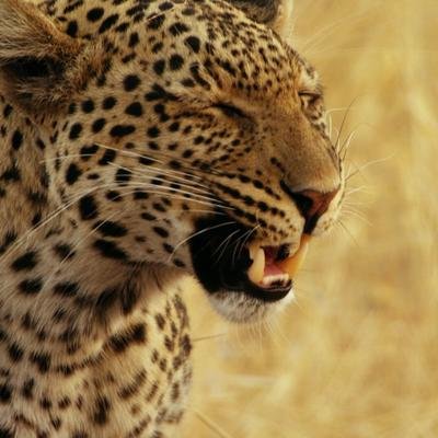 Gesucht und gefunden: Das Liebesleben der Leoparden