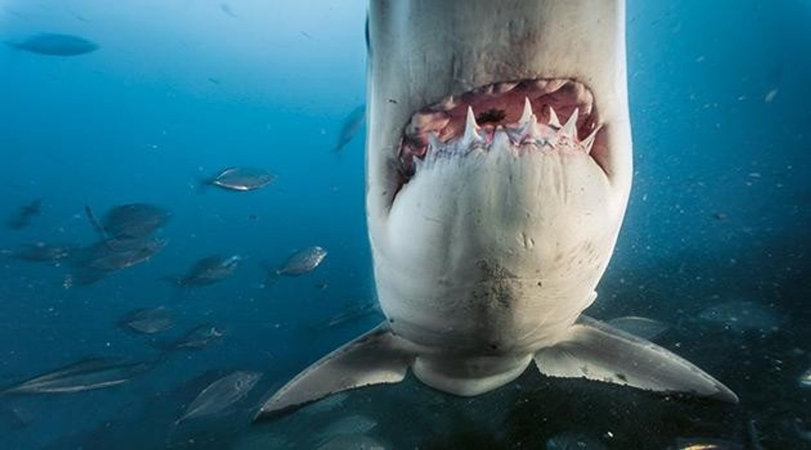 Der Weiße Hai: Gefahr oder gefährdet?