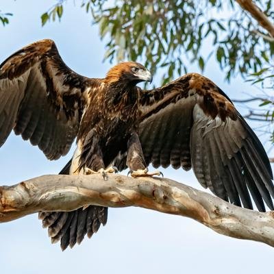 Megafauna der Urzeit: Diese gigantischen Adler flogen einst über Australien