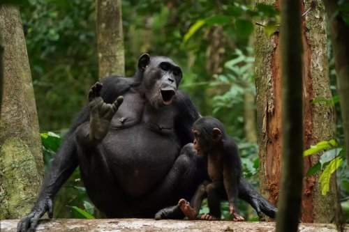 Komplexe Kommunikation: Schimpansen sprechen in ganzen Sätzen