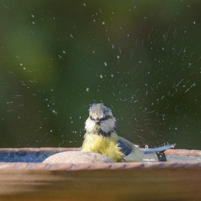 Dürre in Deutschland: Sieben Tipps gegen Trockenheit im Garten