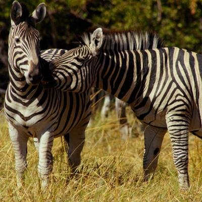 Brutale Zebras: Entführung aus dem Harem
