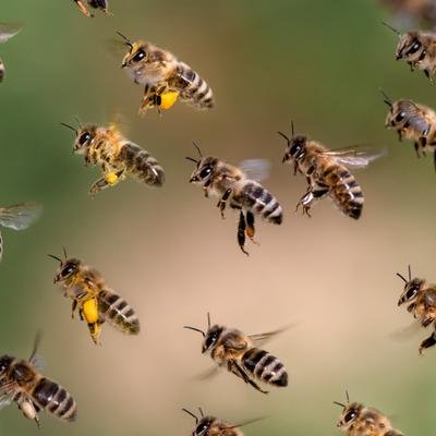 „Rettet die Bienen”: Was das Volksbegehren in Bayern gebracht hat
