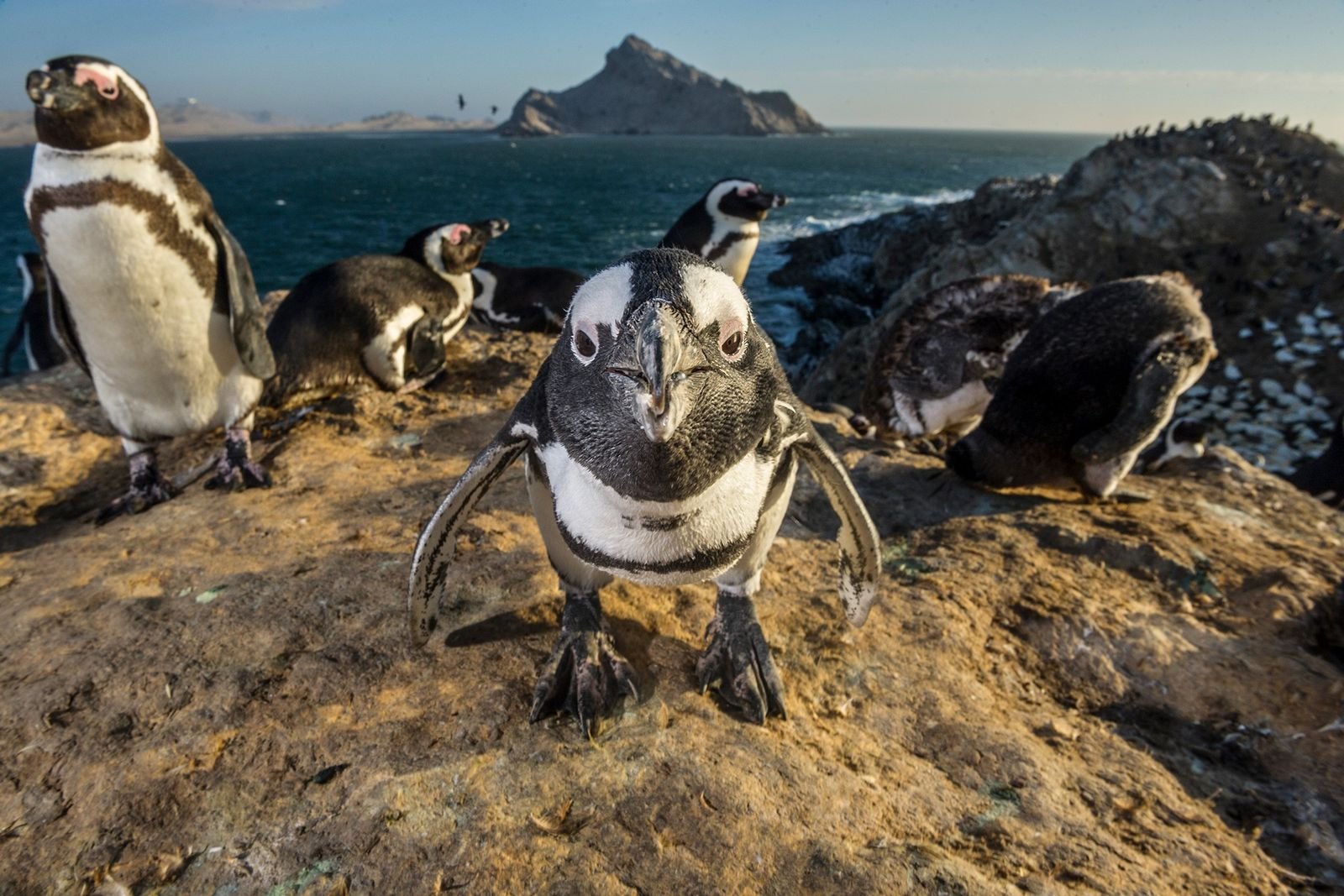 Smarte Vögel: Wie intelligent sind eigentlich Pinguine?