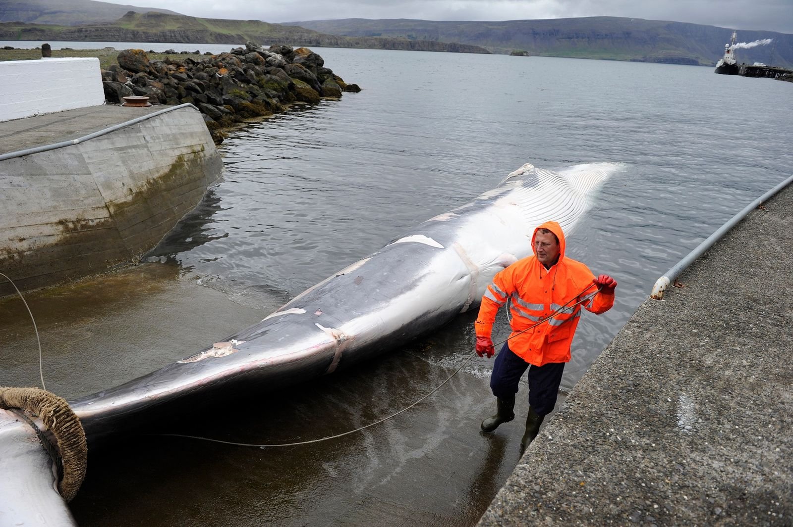 Der kommerzielle Walfang in Island ist am Ende