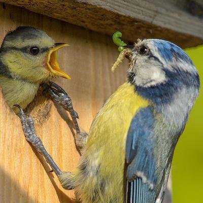 Safari im Garten: Welche Vögel sind am häufigsten?