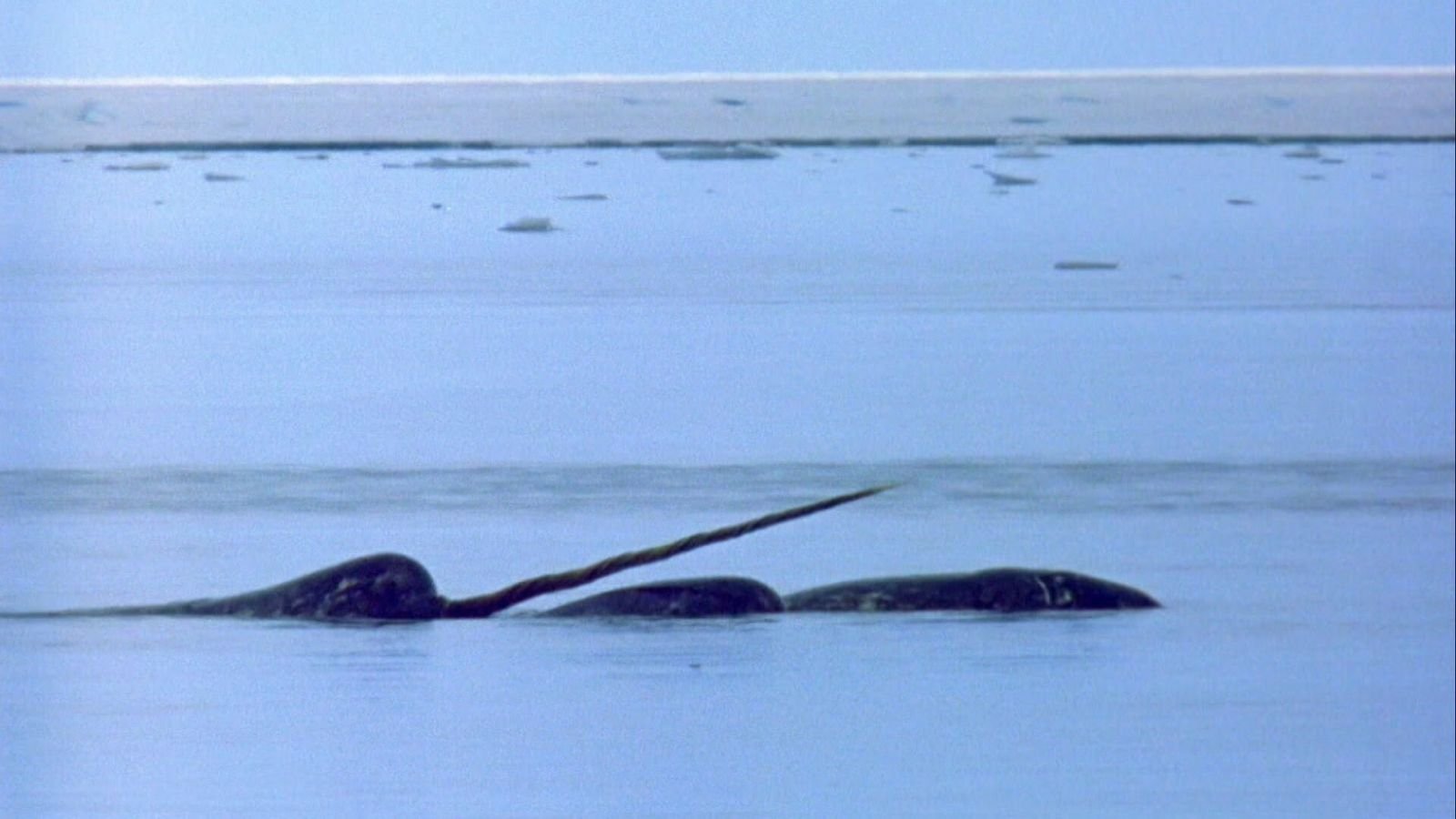 Ein Sonderling unter den Walen: Der Narwal und sein 3 Meter langer Stoßzahn