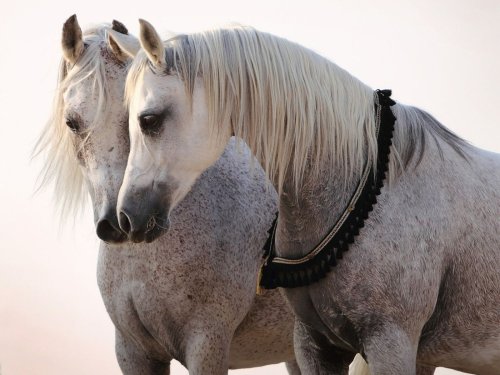 Sprache der Pferde: Welches Körperteil für ihre Kommunikation unerlässlich ist