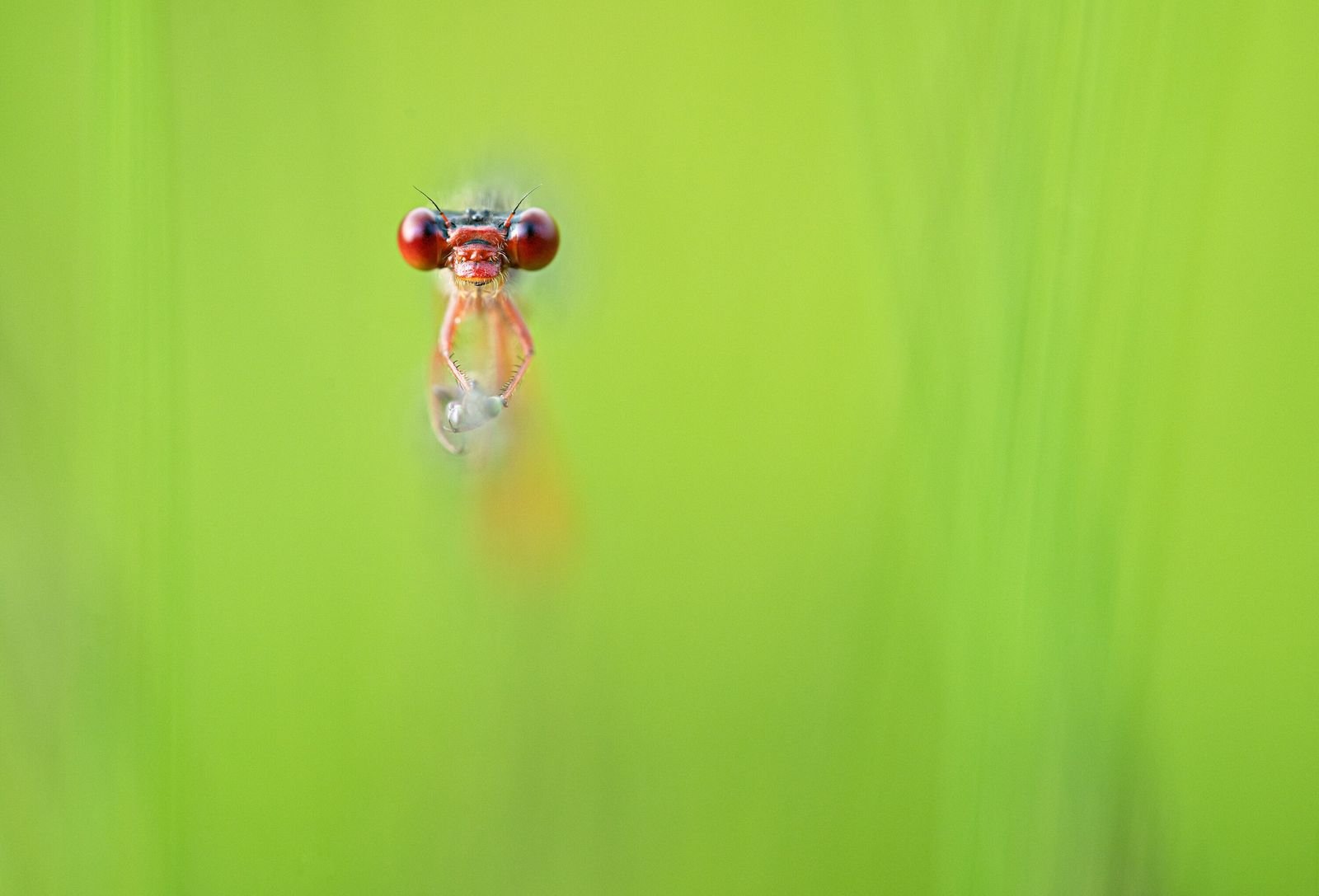Die Welt der Insekten