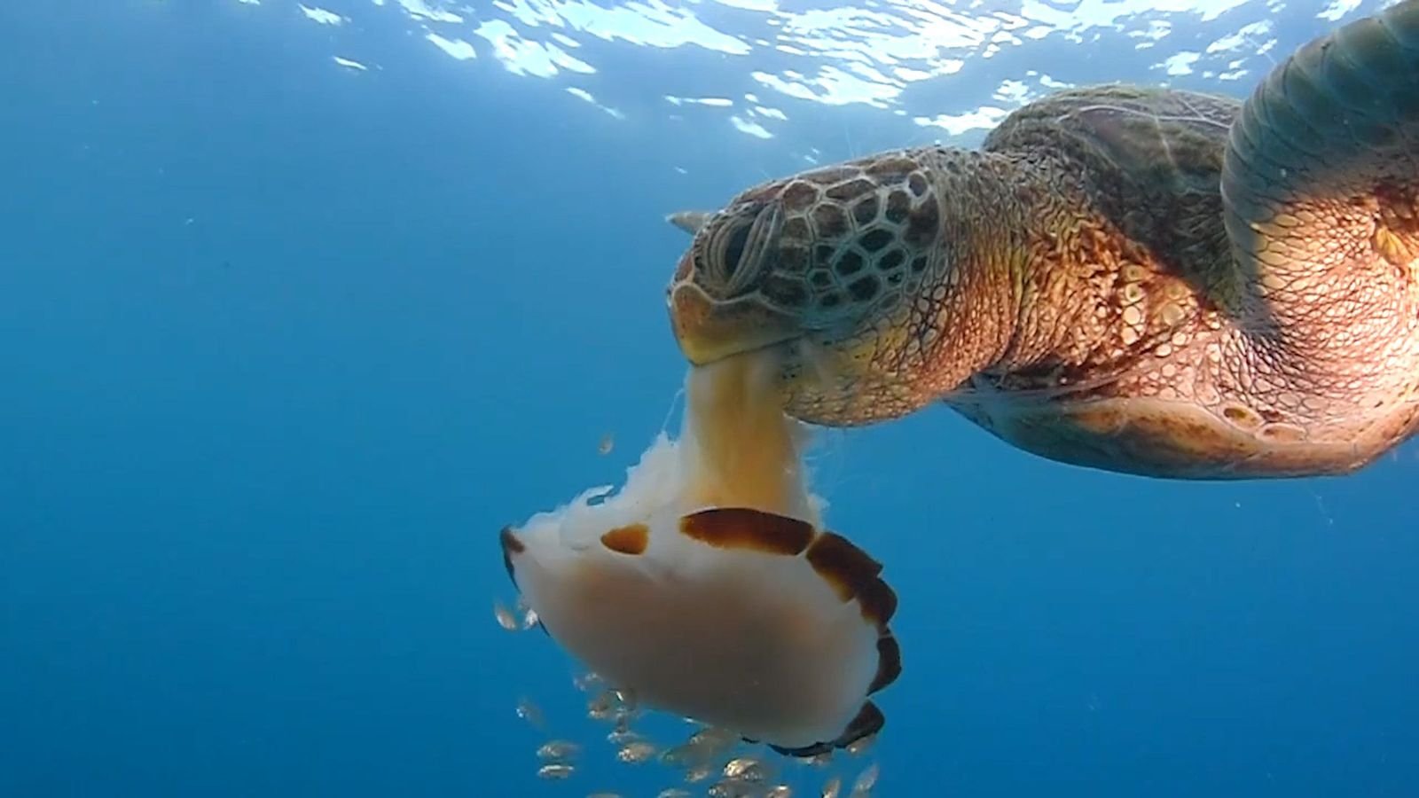 Suppenschildkröte genießt eine Quallenmahlzeit