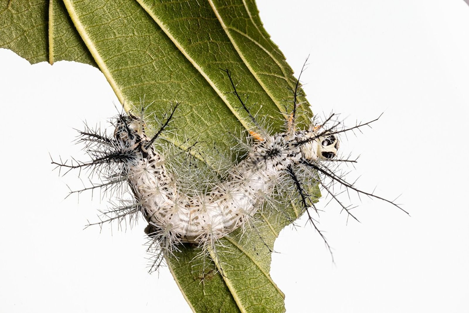 5 wichtige Aufgaben von Insekten (und was in einer Welt ohne sie passieren könnte)