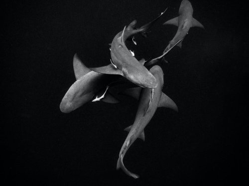 Newcomer im Bereich Unterwasserfotografie: Gillian Shark