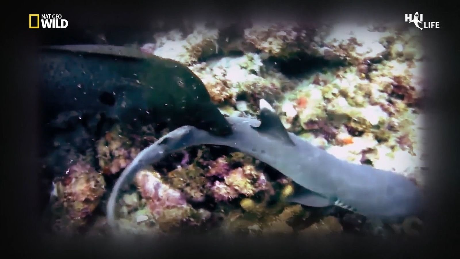 VIDEO - Haie als Gejagte