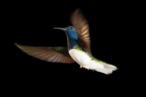 Gleichberechtigung bei den Kolibris: Warum Weibchen manchmal wie Männchen aussehen