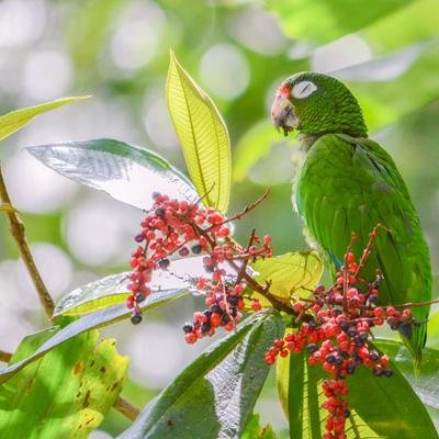 Sprachbarriere: Papageien aus Zuchtprogramm entwickeln neuen Dialekt