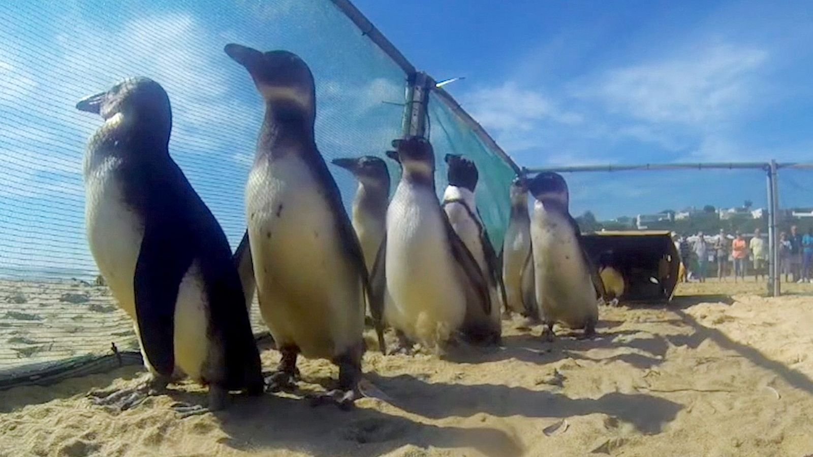Gerettete Pinguine watscheln in die Freiheit