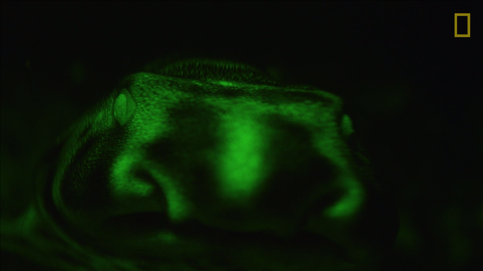 VIDEO - Biofluoreszenz: Leuchtende Haie