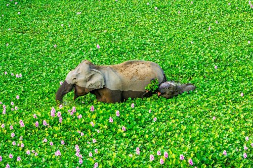24 atemberaubende Tierfotos zeigen die Schönheit und Vielfalt der Natur