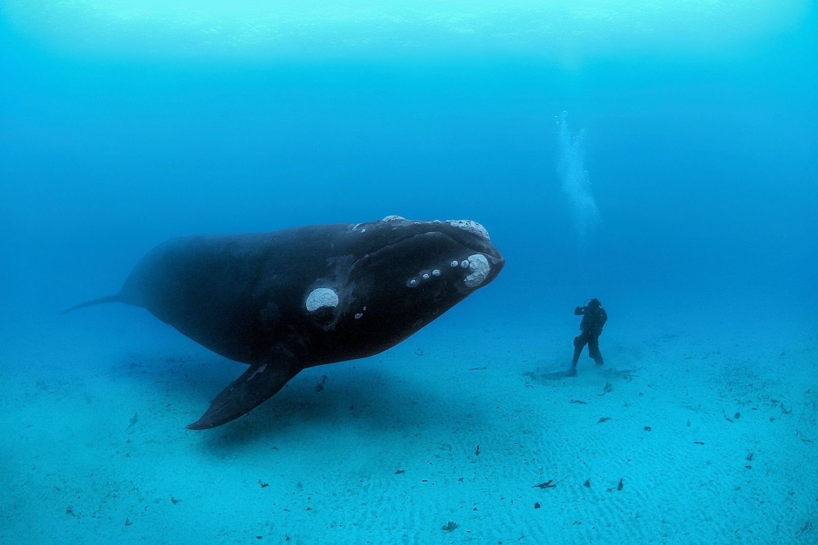 Warum werden Wale so groß?