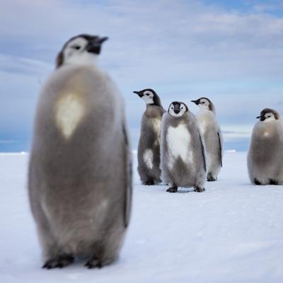 Mutige Küken und blitzschnelle Schwimmer: Unsere besten Pinguin-Bilder