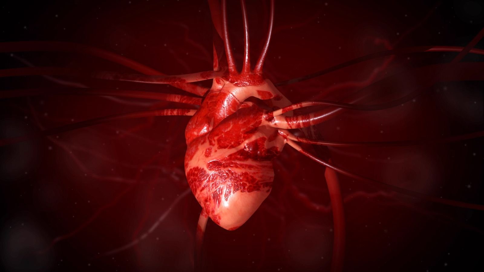 VIDEO| Wissen kompakt: Das Herz