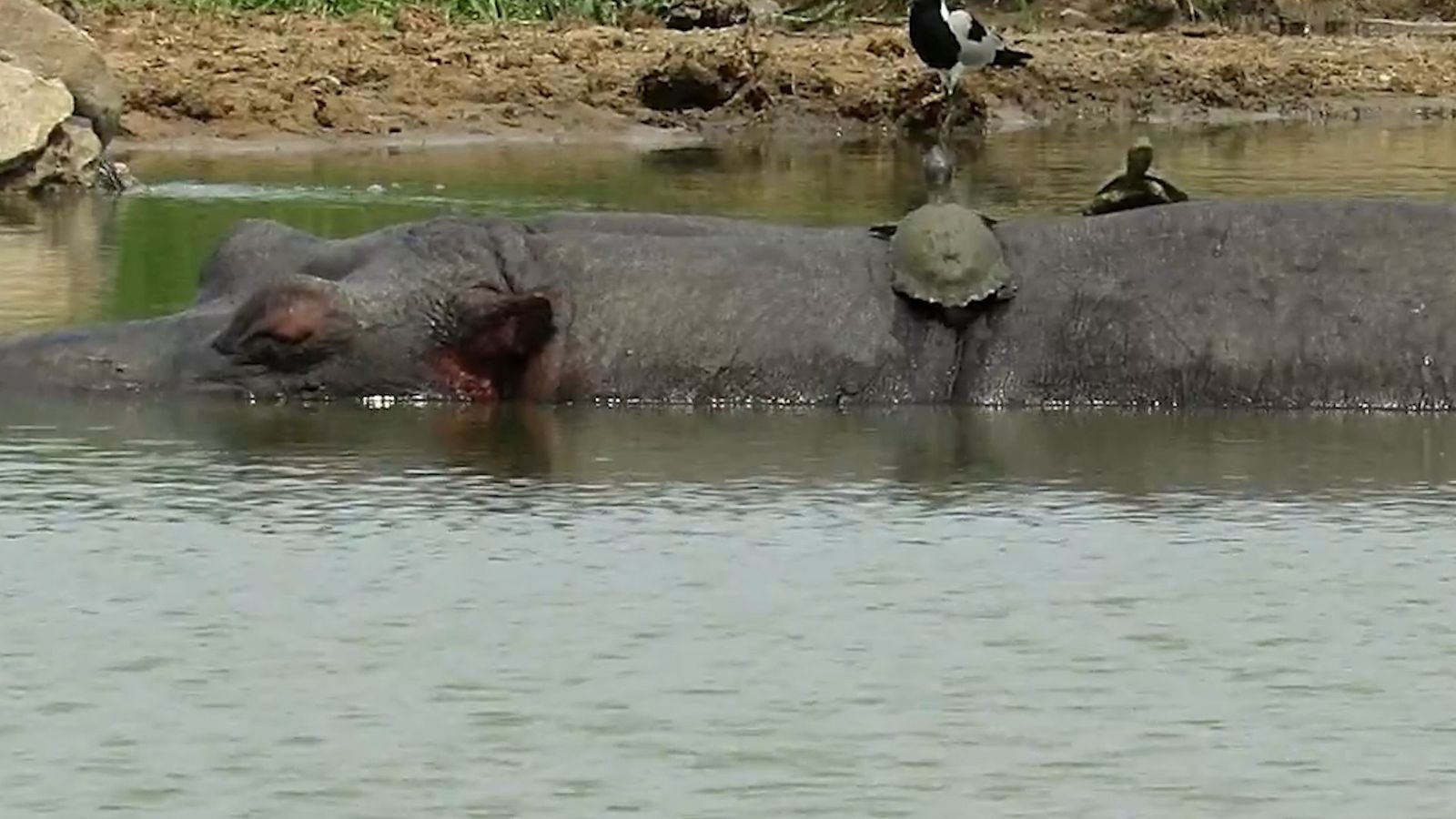 Sonnenbad auf einem Flusspferd