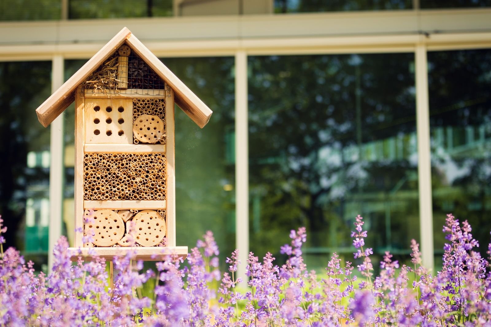 Insektenhotels: Wie der Artenschutz vor der eigenen Haustür gelingt