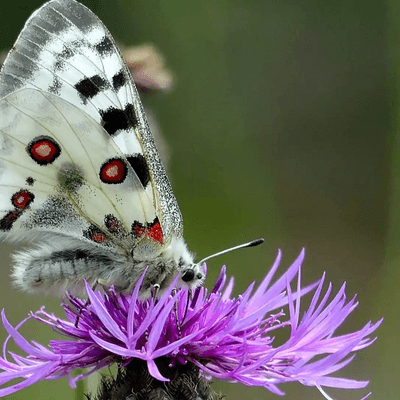 Endemische Arten: Diese Tiere gibt es nur in Deutschland