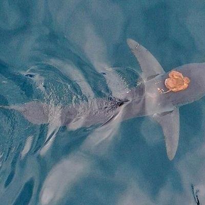 Einzigartiges Video vom Sharktopus: Krake reitet auf Hai