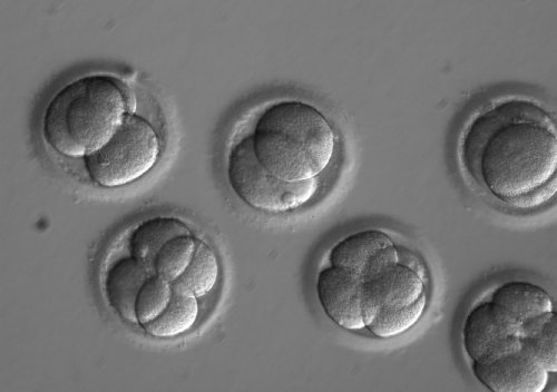 Wissenschaft cover image