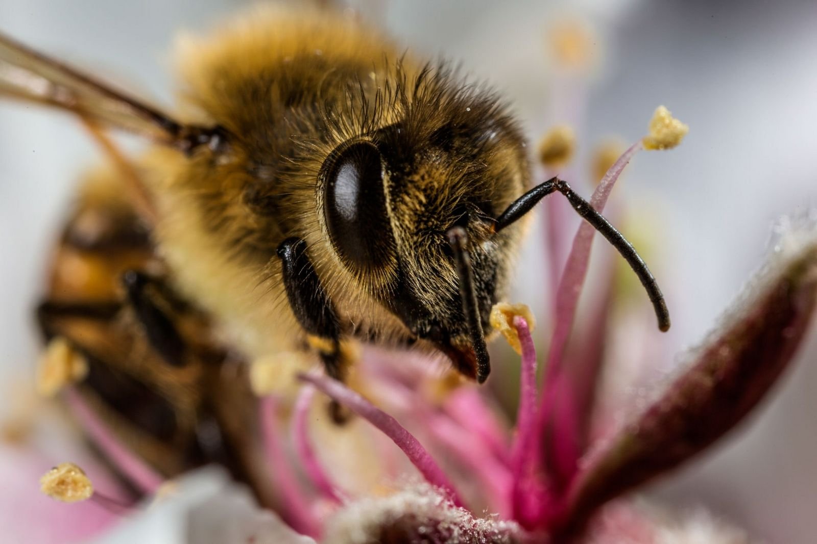 10 süße Fotos von Honigbienen