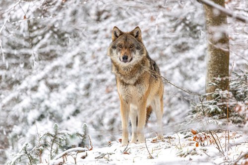 Artenschutz: Bayern gibt Wolf zum Abschuss frei