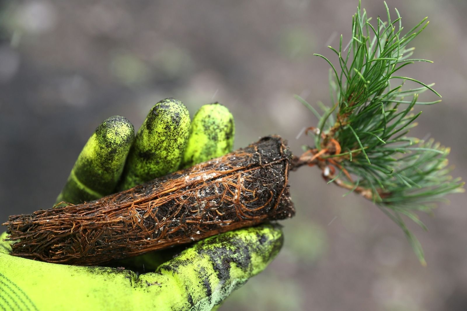 Bäumepflanzen für das Klima: Warum das komplex und teuer ist