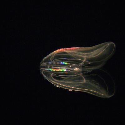 Wie funktioniert Biolumineszenz bei Tieren?