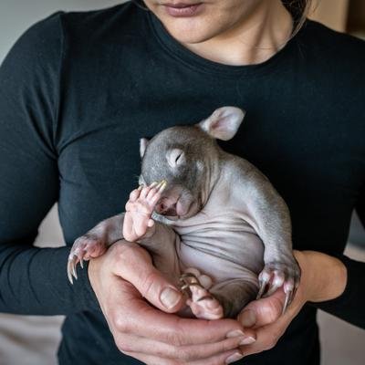Baby-Wombats im Wohnzimmer: So geht Tierpflege während Corona