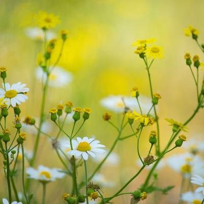 No Mow May: Das bringt die Rasenmäher-Pause im Mai