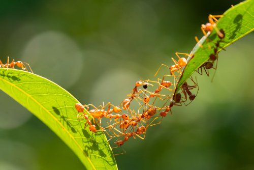 Wie viele Ameisen gibt es auf der Erde?
