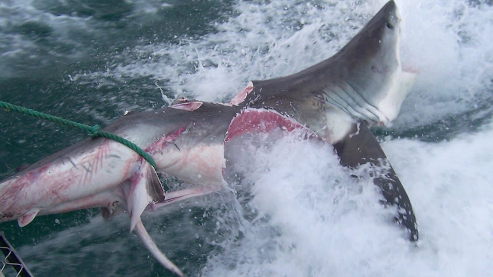 VIDEO - Kannibalismus unter Haien