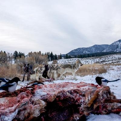 Wölfe: Die Super-Ökologen des Yellowstone