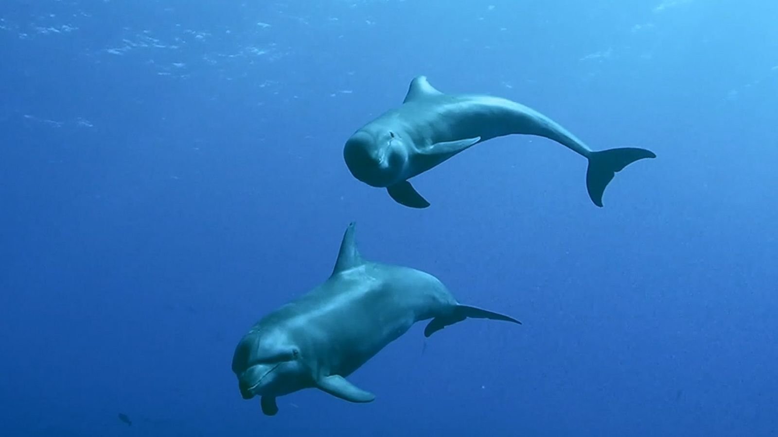Delfinmutter adoptierte artfremdes Kalb