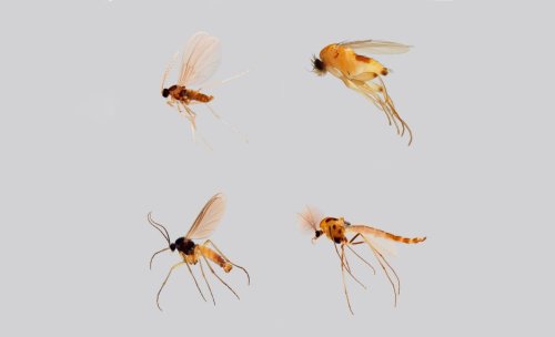 Deutschlands Artenvielfalt: Forschende entdecken Tausende unbekannte Insekten