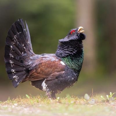 Vogel in Not