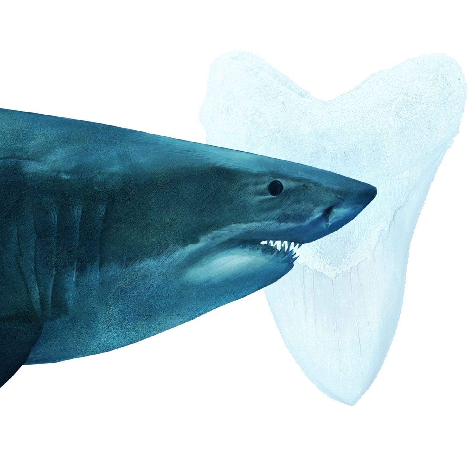 War der Weiße Hai schuld am Aussterben von Megalodon?