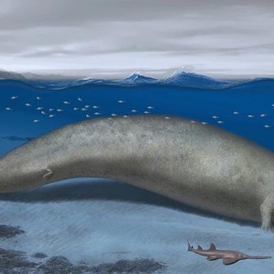 Rekordbrecher: Das schwerste Tier der Welt?