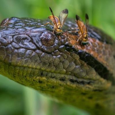 Genetische Sensation: Studie weist neue Riesenschlangen-Art nach
