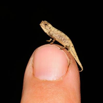 Ist dieses Nano-Chamäleon das kleinste Reptil der Welt?
