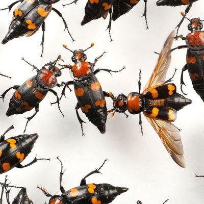 Heilende Maden & leichenfressende Käfer: Insekten mit schaurigen Jobs